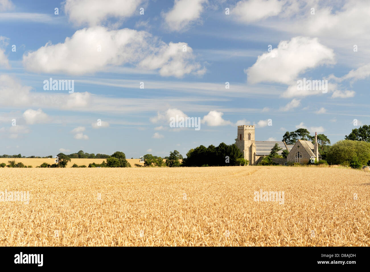 Santa Maria Vergine Chiesa Parrocchiale attraverso mature orzo campo nel villaggio di Gunthorpe, vicino a Cromer, Norfolk, Inghilterra. Estate Foto Stock