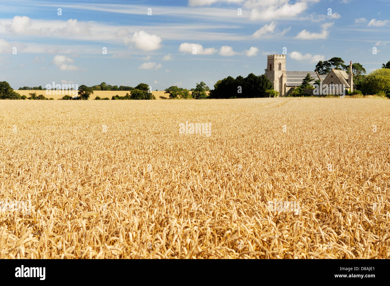 Santa Maria Vergine Chiesa Parrocchiale attraverso mature orzo campo nel villaggio di Gunthorpe, vicino a Cromer, Norfolk, Inghilterra. Estate Foto Stock