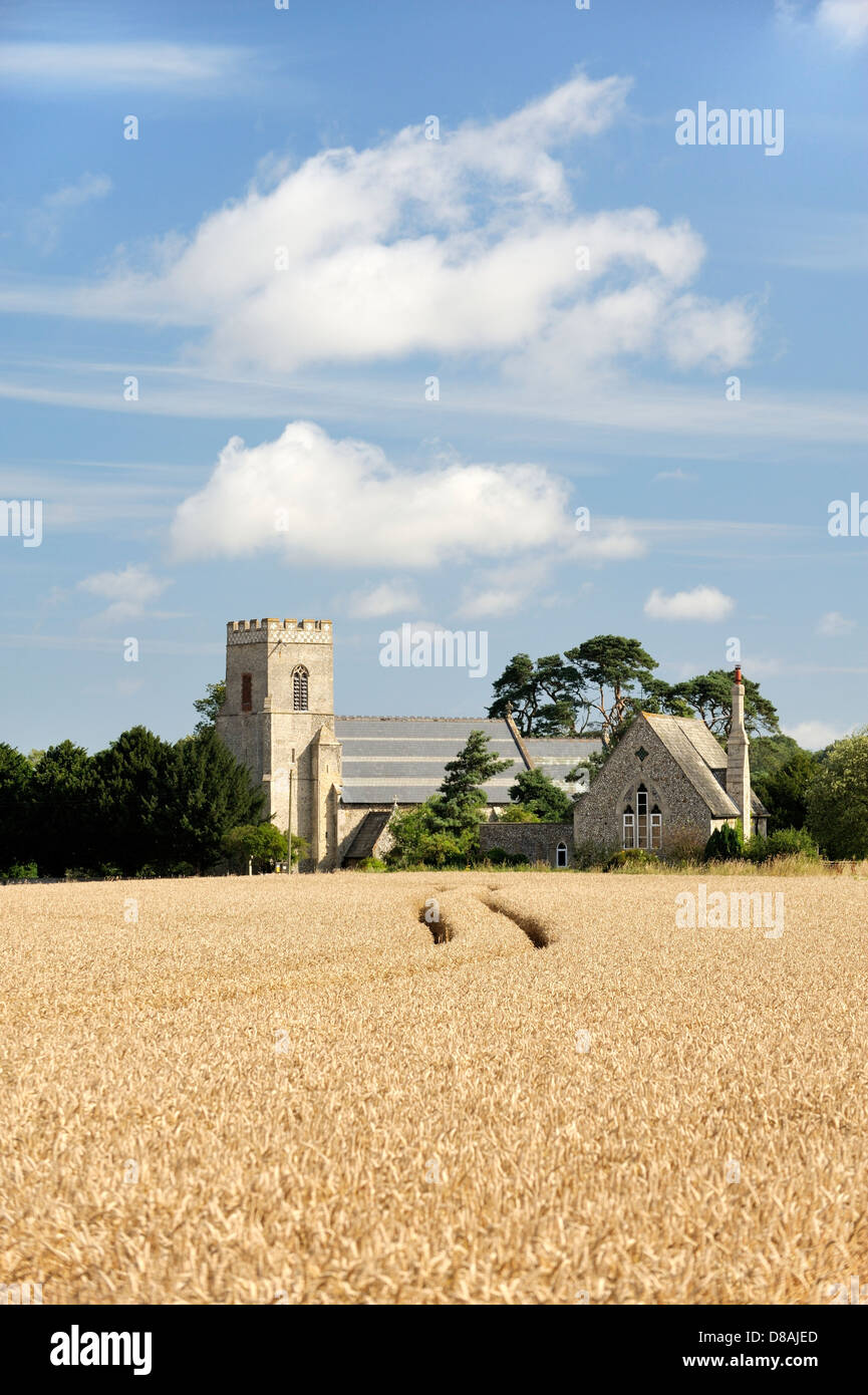 Santa Maria Vergine Chiesa Parrocchiale attraverso mature orzo campo nel villaggio di Gunthorpe, vicino a Cromer, Norfolk, Inghilterra. Estate Foto Stock