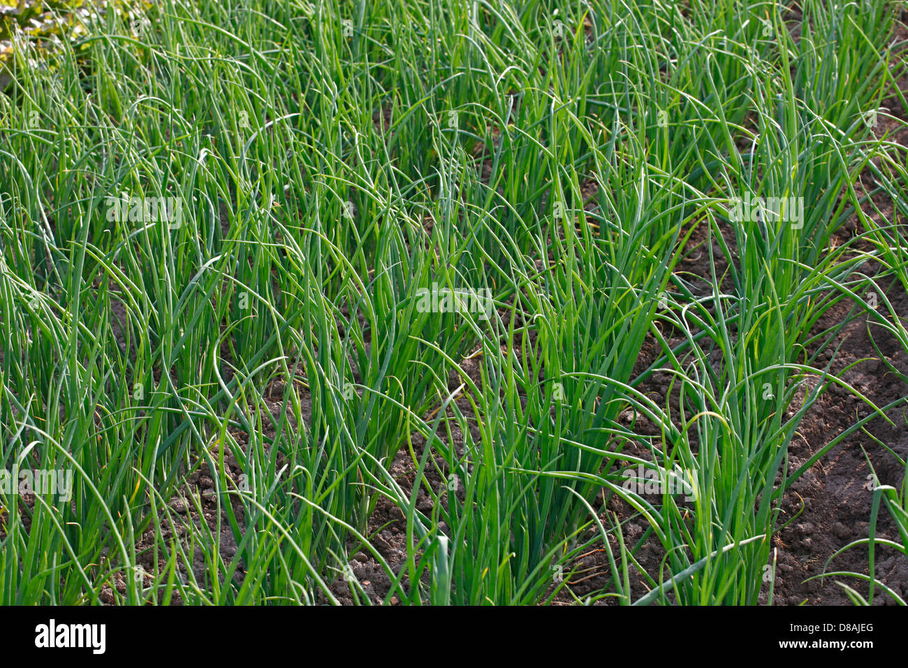 Aglio erba cipollina cresce su un terreno. Foto Stock