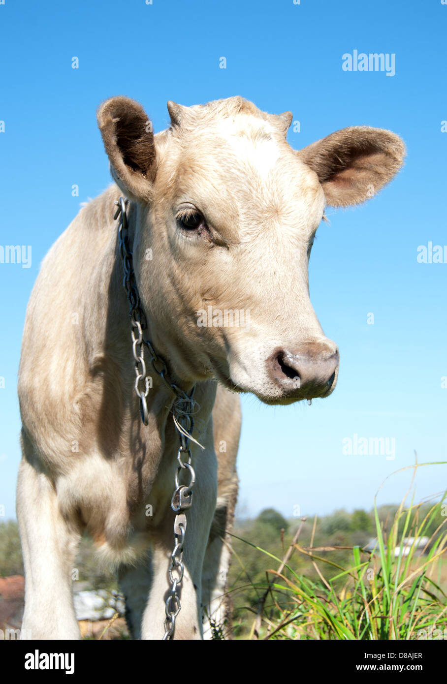 Vitello su un pascolo Foto Stock