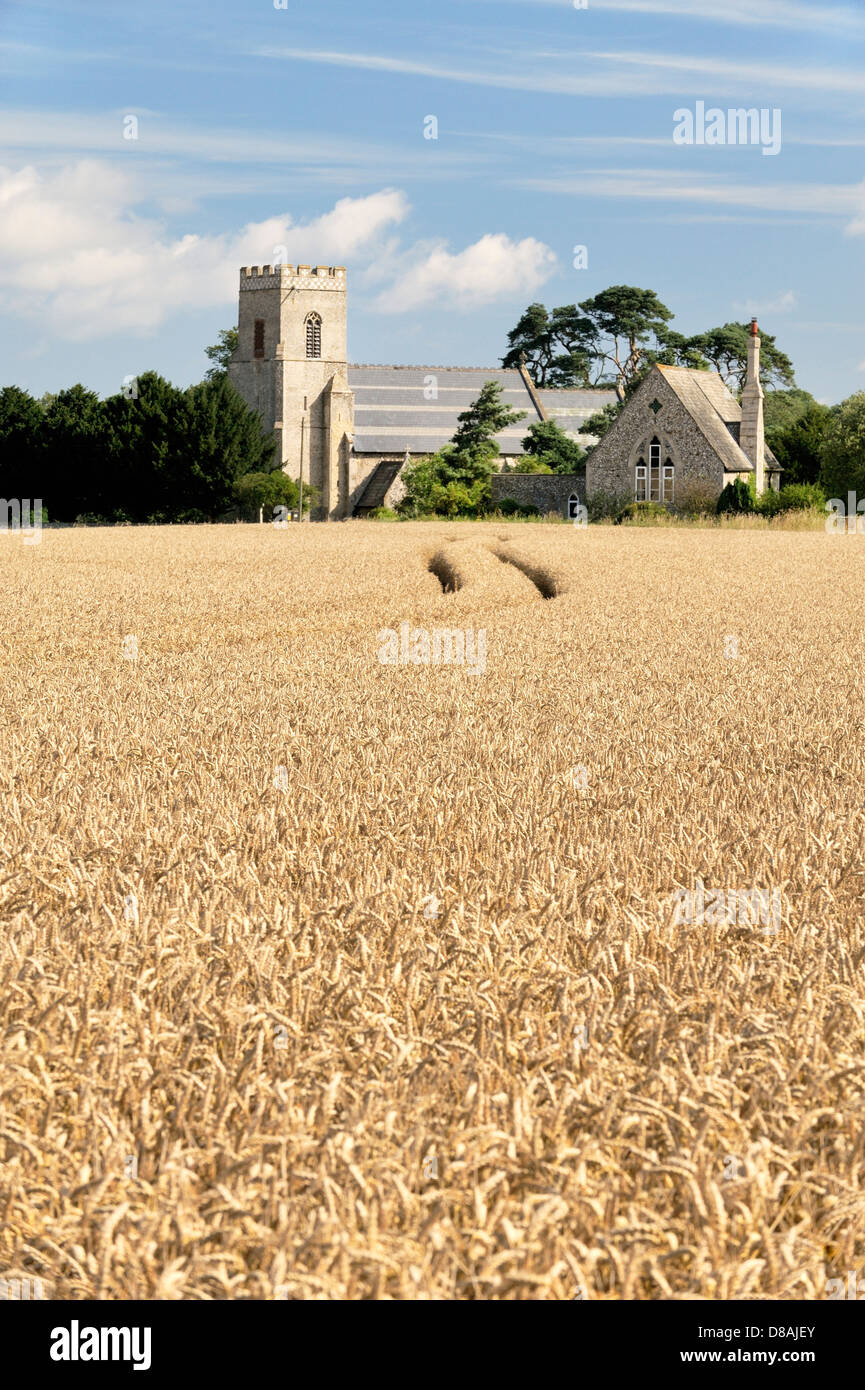 Santa Maria Vergine Chiesa Parrocchiale attraverso mature orzo campo nel villaggio di Gunthorpe, vicino a Cromer, Norfolk, Inghilterra. Estate Foto Stock