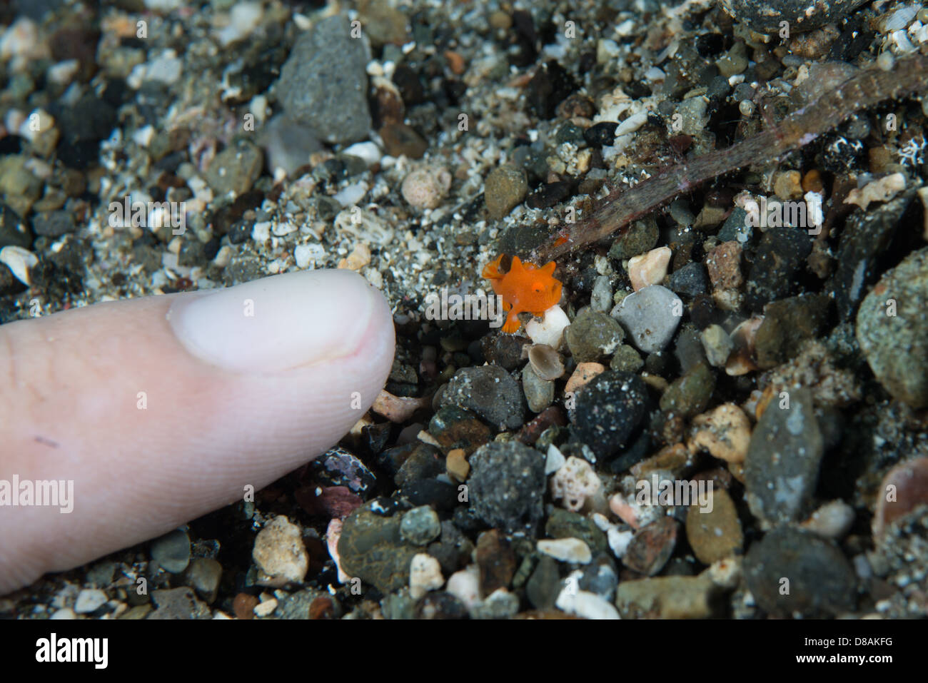 Il più piccolo piccolo dipinto di arancione (Rana pescatrice antennarius pictus) con il dito sul lato per il confronto delle dimensioni. Ambon Indonesia Foto Stock