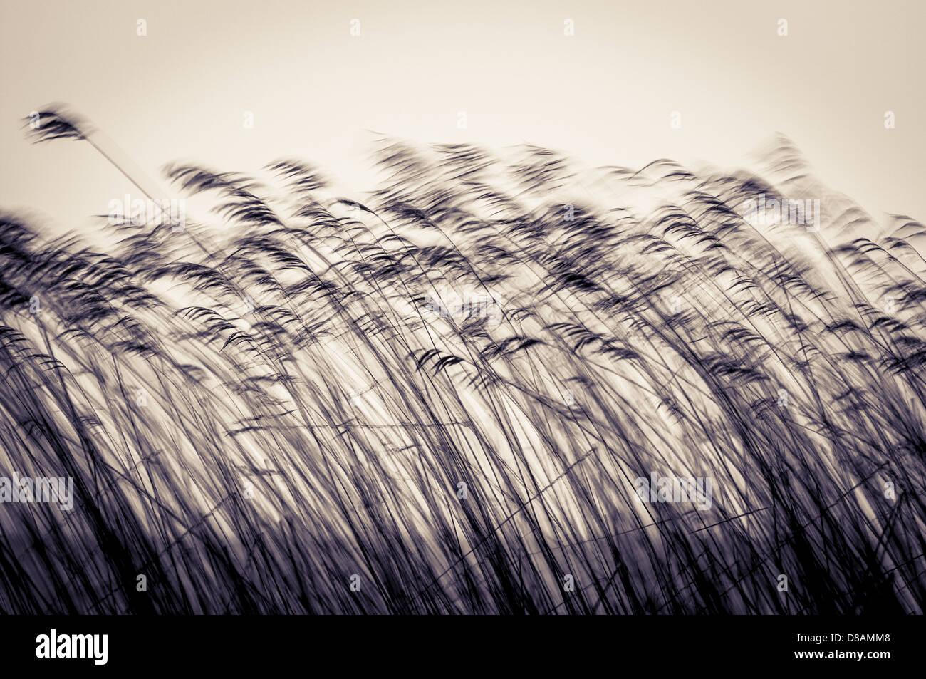 Molti neri steli di canna in moto di sera o al crepuscolo. Dark reed si sta spostando verso il basso vento sul cielo di luce sfondo in seppia. Crepuscolo Foto Stock