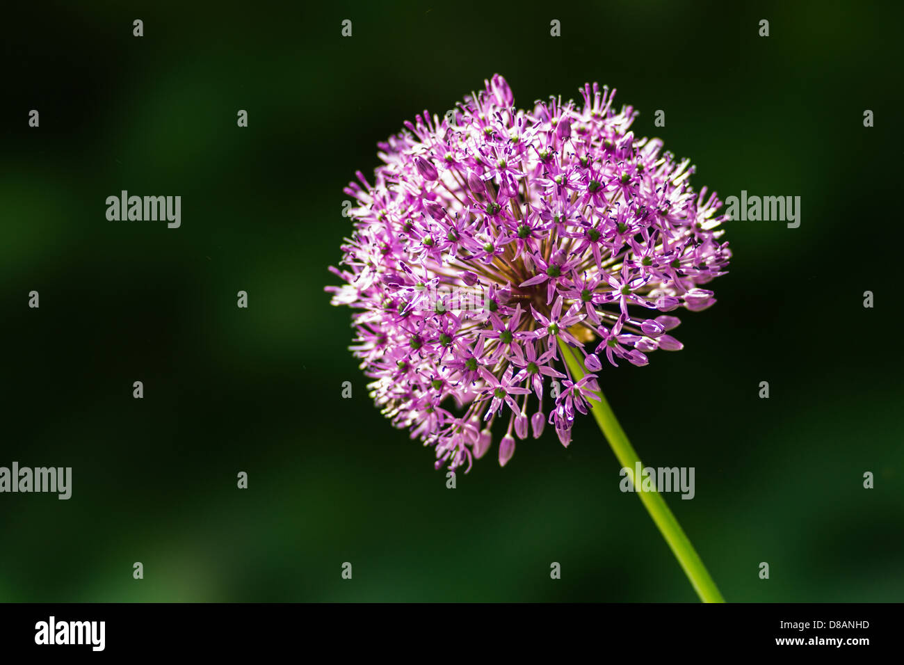 Unico allium fiore contro sfondo verde scuro Foto Stock