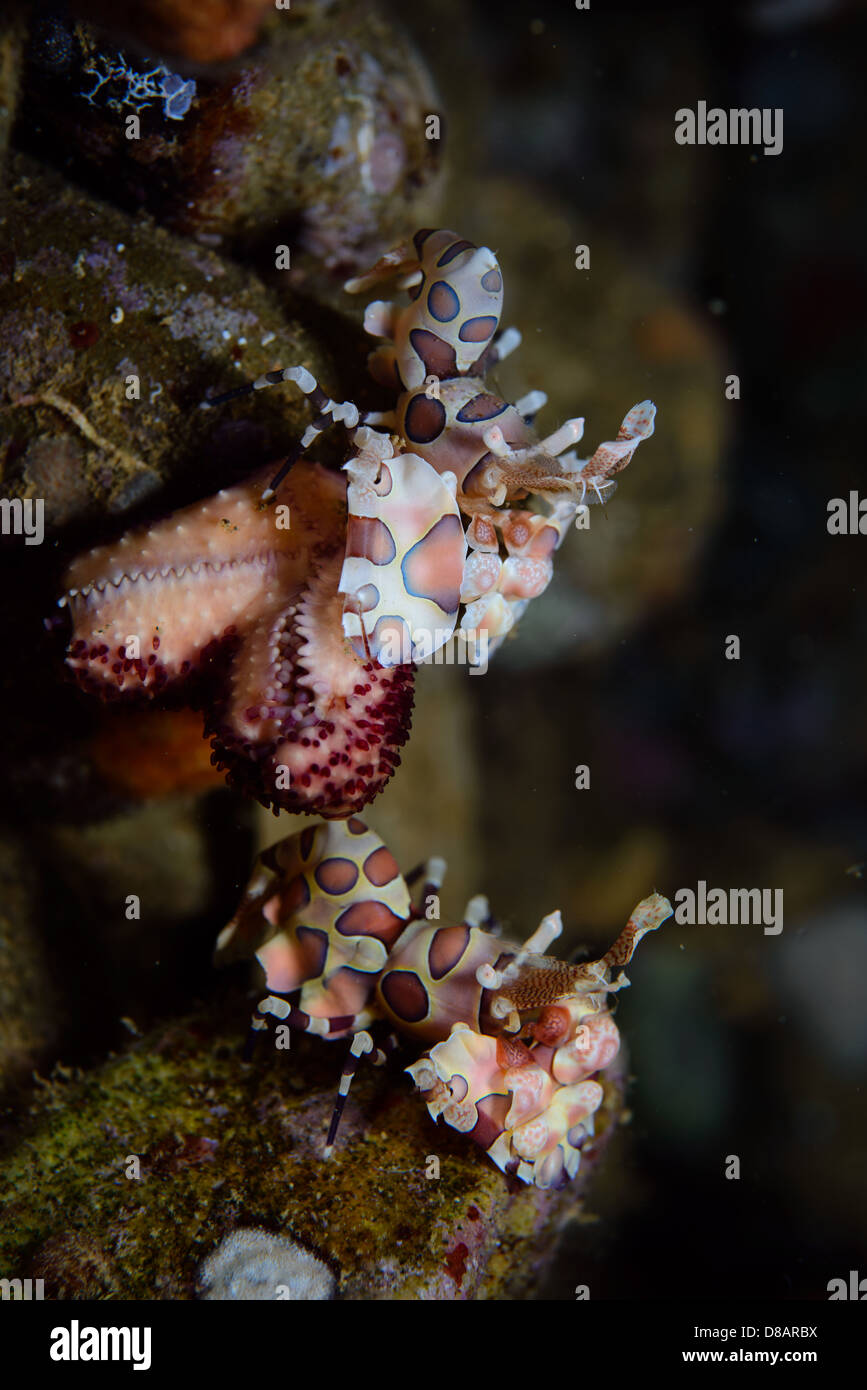 Una coppia di Arlecchino gamberetti Hymenocera elegans o picta alimentazione su una stella di mare. La foto è stata scattata in Ambon in Indonesia Foto Stock