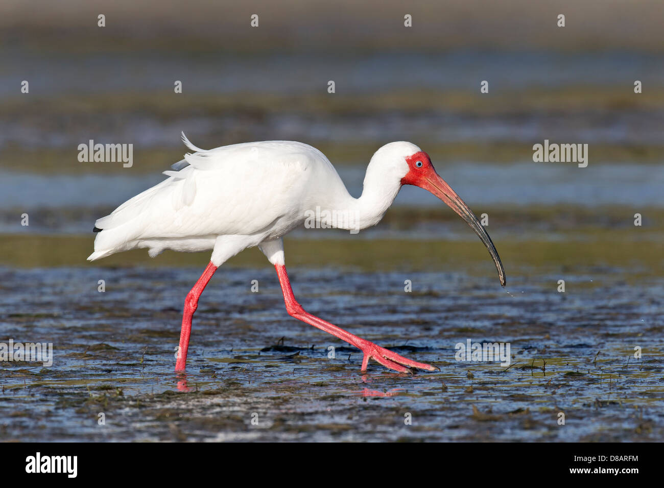Ibis bianco camminare su una laguna costiera Foto Stock