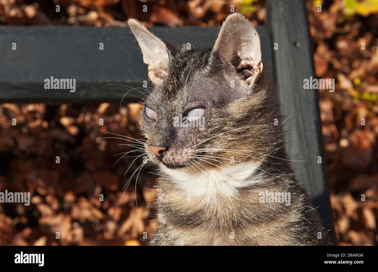 Un vecchio gatto domestico che soffre di glaucoma felino. La condizione è irreversibile e generalmente provoca cecità Foto Stock