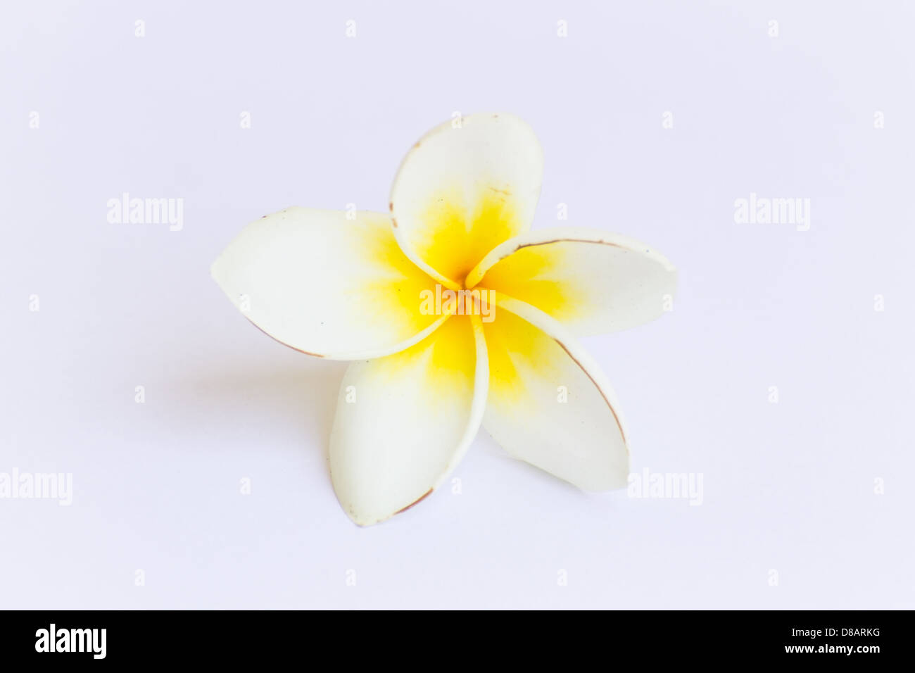 Il Frangipani plumeria Spa fiore isolato su bianco Foto Stock