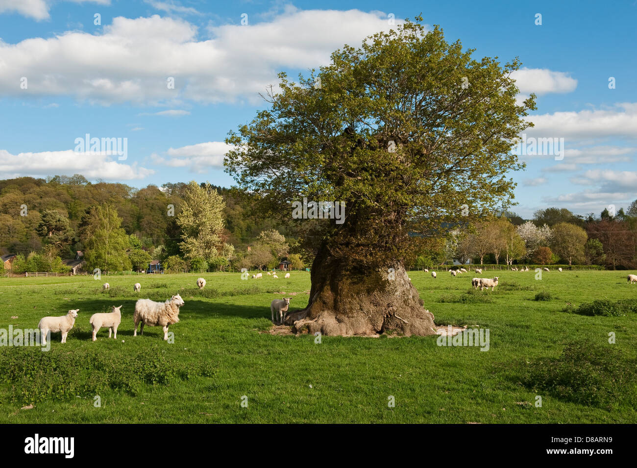 Un antico pollarded cavo albero di quercia a Lingen, Herefordshire, Regno Unito Foto Stock