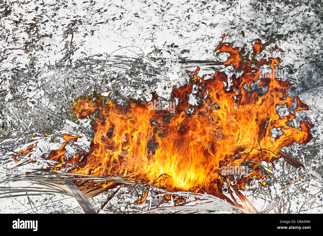 Fronde di cocco sul fuoco Foto Stock