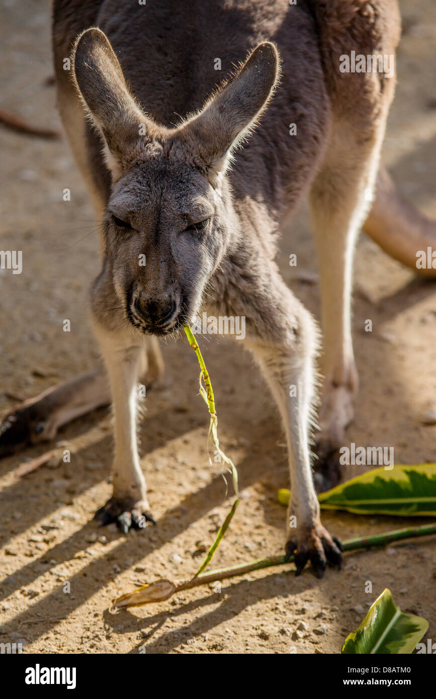 Un mezzo colpo di un canguro che mostra la testa, le orecchie, le spalle, corpo e zampe. Foto Stock