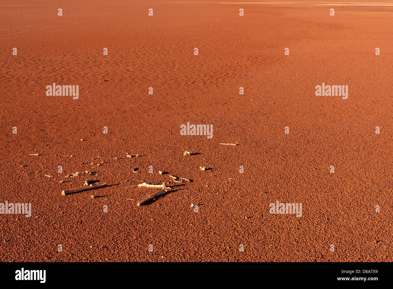Le ossa di animali su argilla secca pan, Midlands centrale Australia Occidentale Foto Stock
