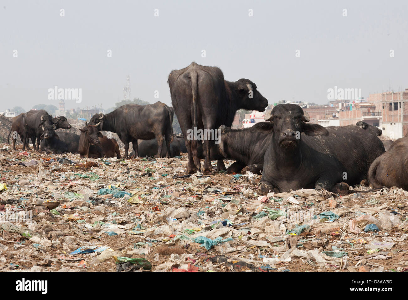 Le mucche vivono in una discarica per rifiuti in India Foto Stock