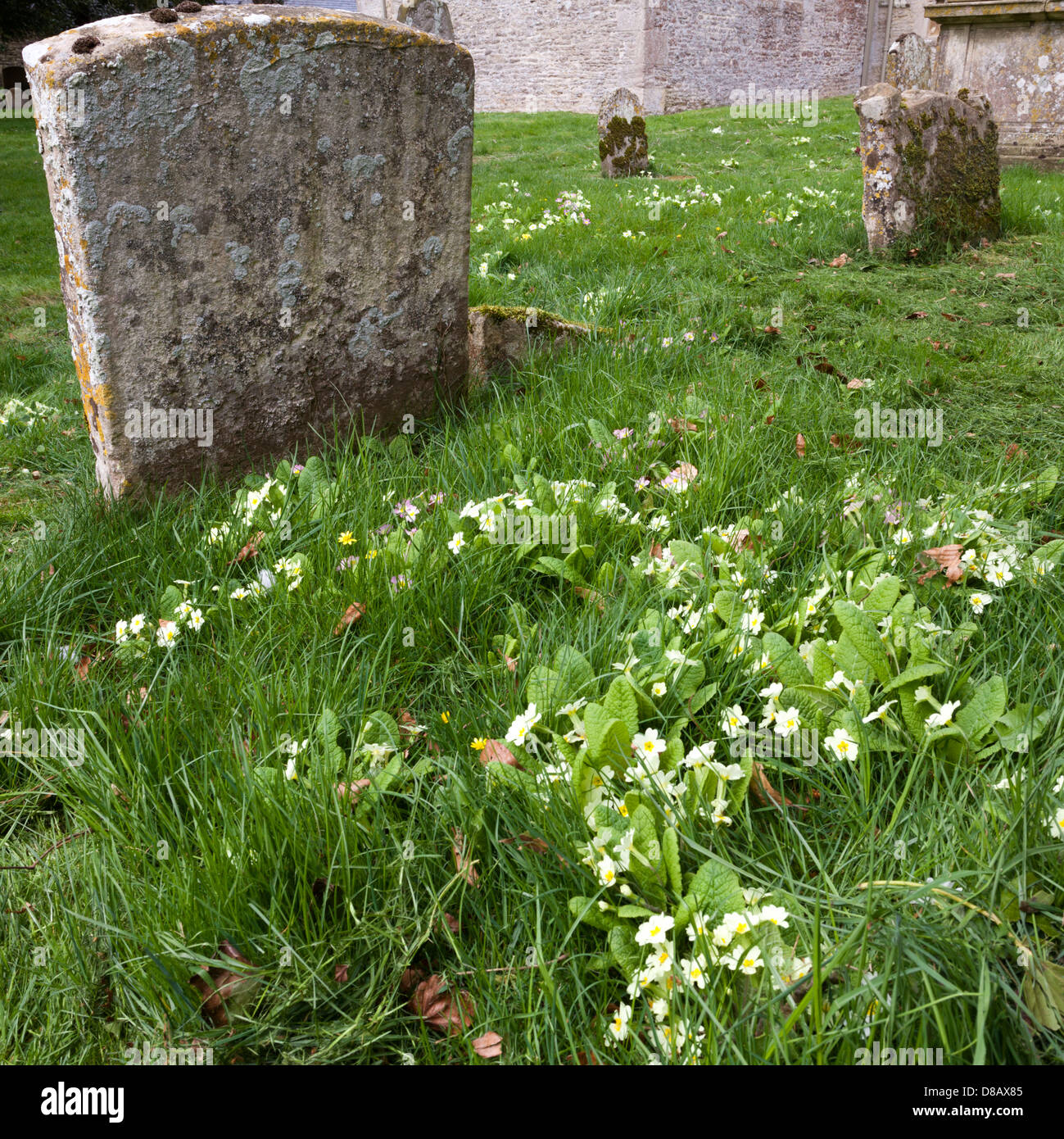 Primule su una tomba in chiesa di St Peters nel villaggio Costwold di Southrop, GLOUCESTERSHIRE REGNO UNITO Foto Stock