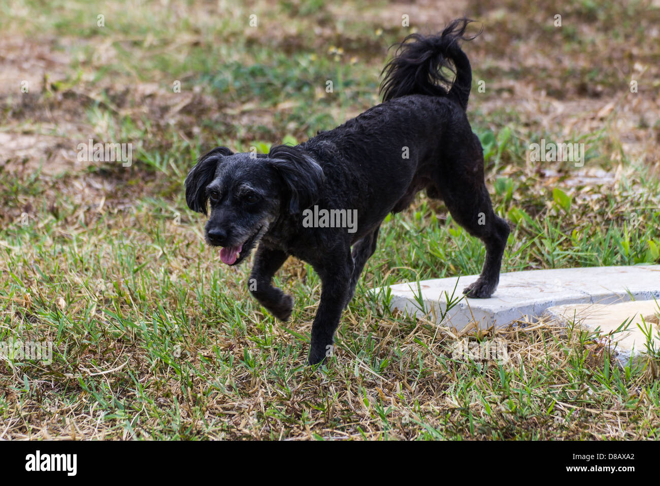 Piccolo cane nero a piedi Foto Stock