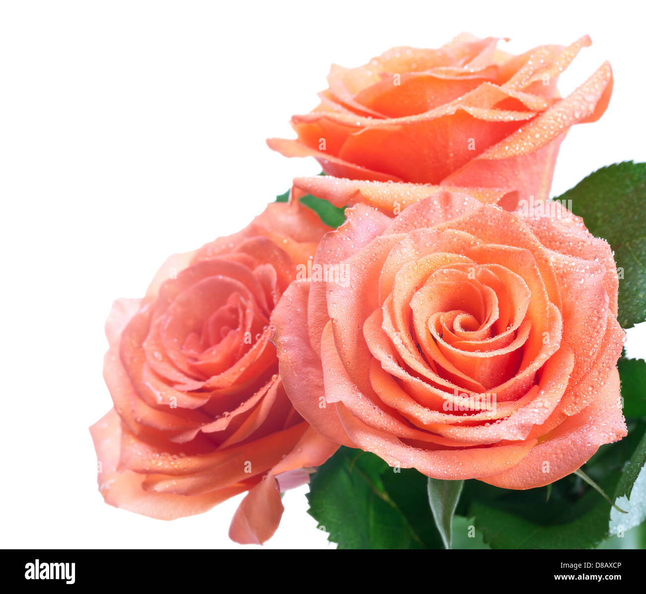 Bouquet di rose con gocce di rugiada isolati su sfondo bianco. Camera a vuoto per il testo Foto Stock