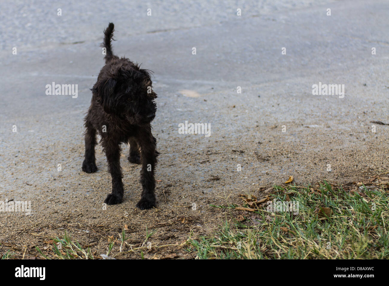 Nero cane Shaggy giacenti presso la strada, incrocio tra un cocker spaniel e un barboncino Foto Stock
