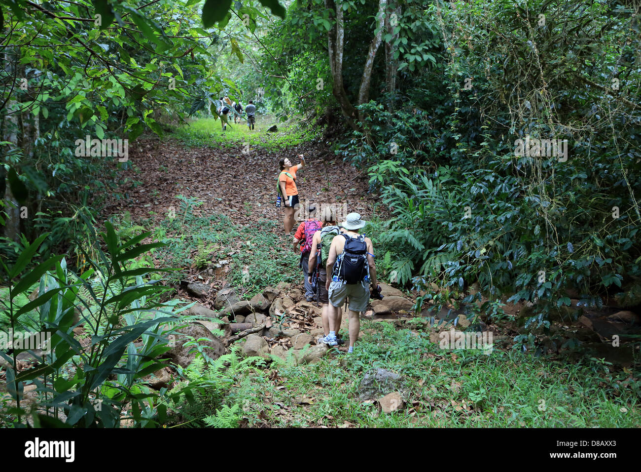 Tourist esplorare una piantagione di caffè nelle Highlands di San Cristobal Island, Isole Galapagos Foto Stock