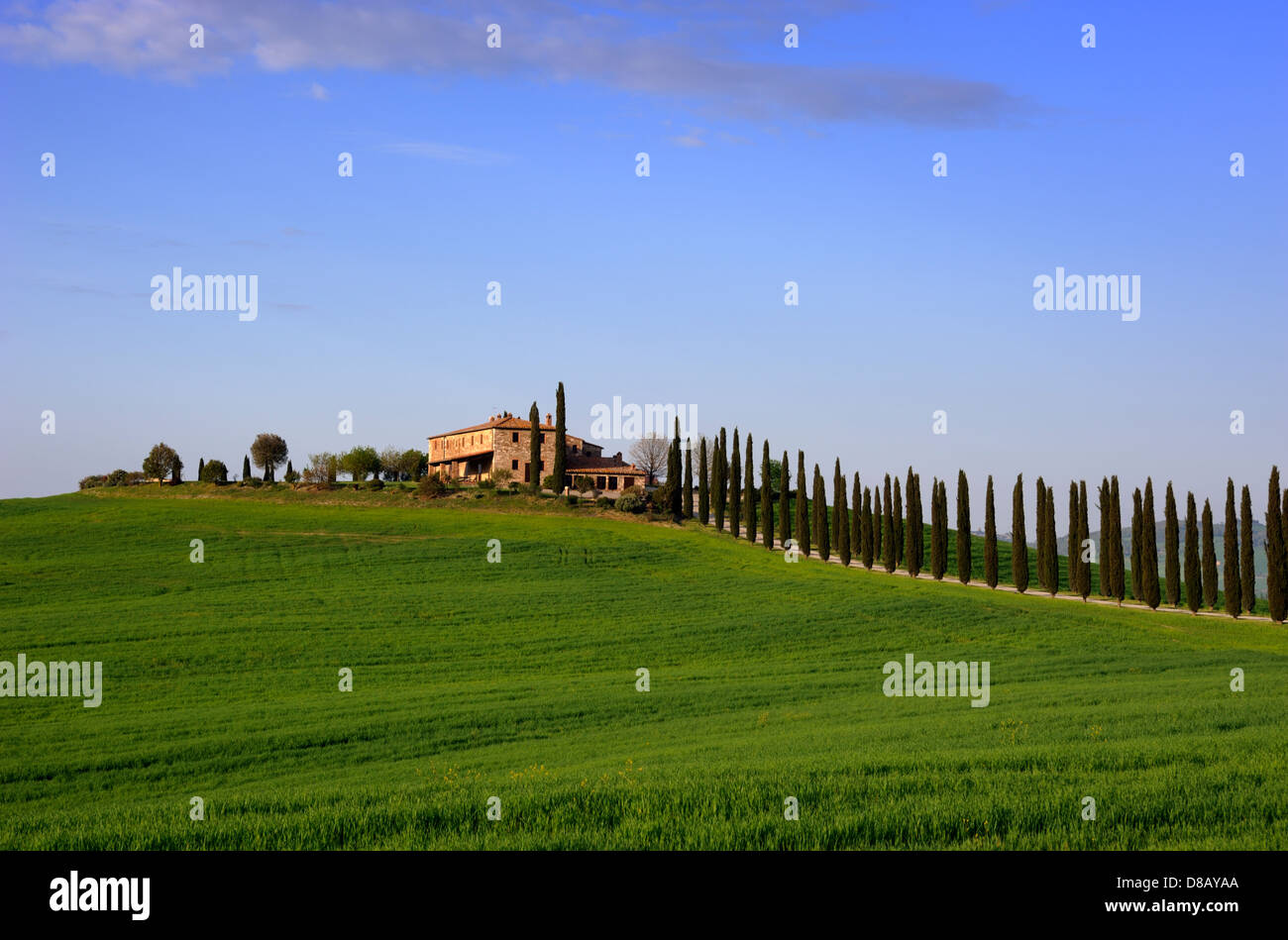 Italia, Toscana, Val d'Orcia, Agriturismo Poggio Covili, campi di grano, alberi di cipresso e casa Foto Stock