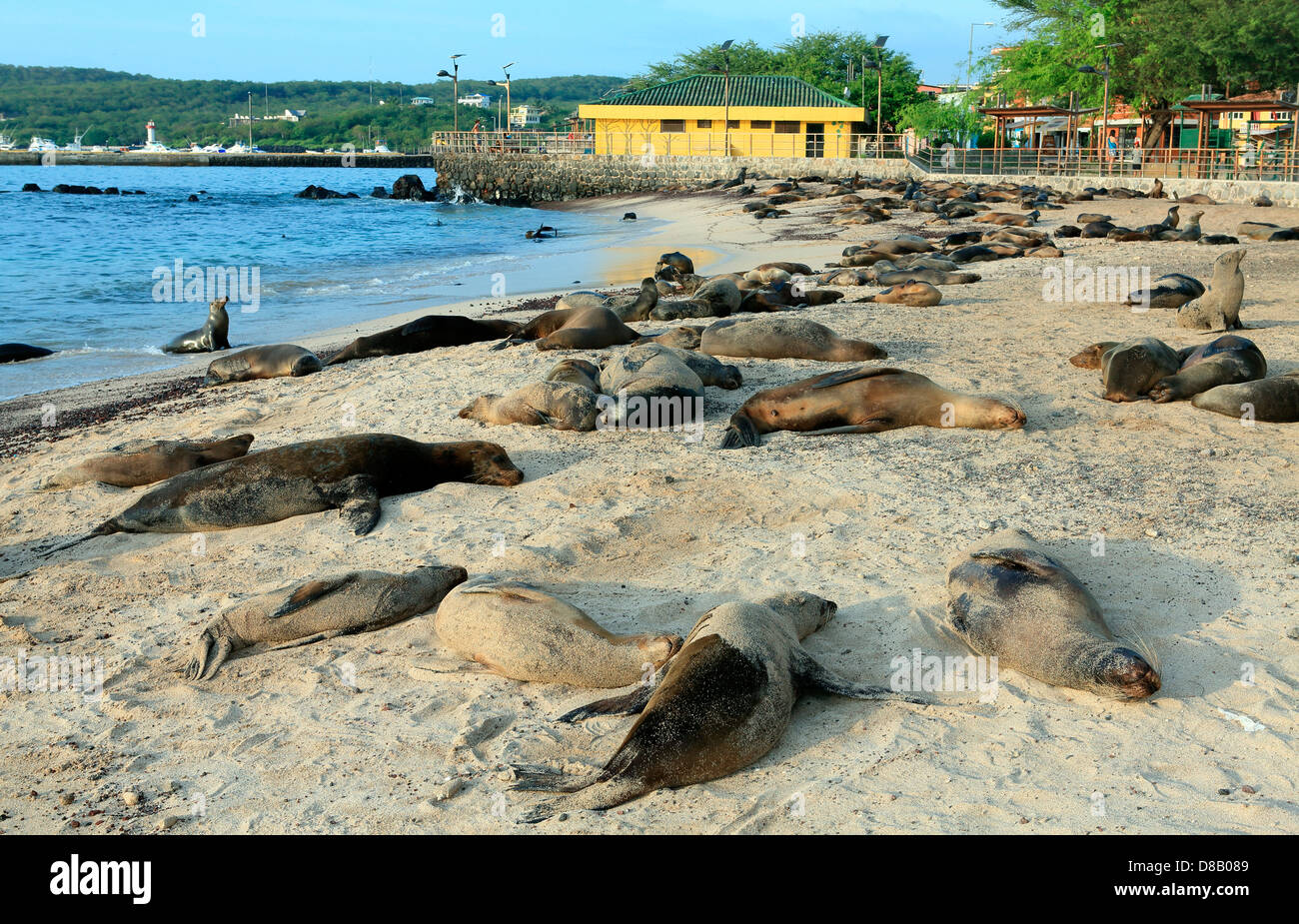 Colonia di leoni di mare sulla spiaggia Playa de Los Marinos in Puerto Baquerizo Moreno, San Cristobal Island Foto Stock