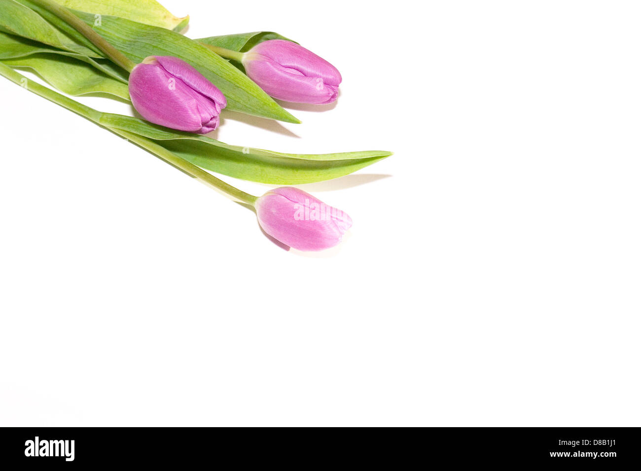 Tulipani viola su sfondo bianco. Studio fotografico Foto Stock
