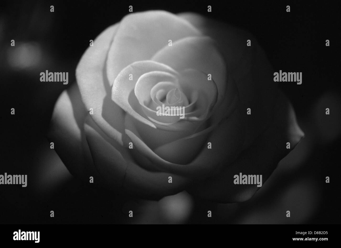 Primo piano di una rosa Foto Stock