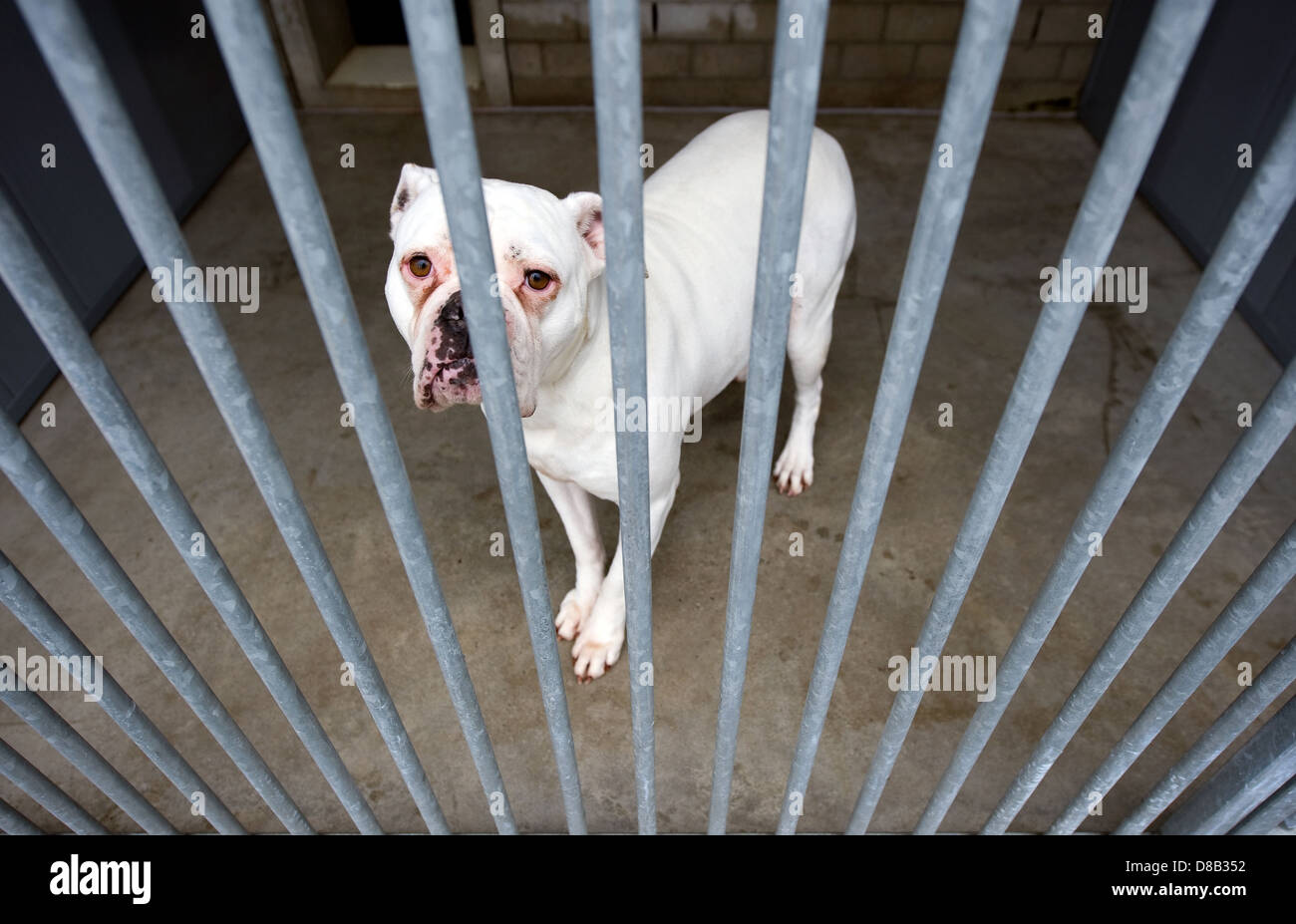 Senzatetto cane dietro le sbarre in un ricovero di animali Foto Stock