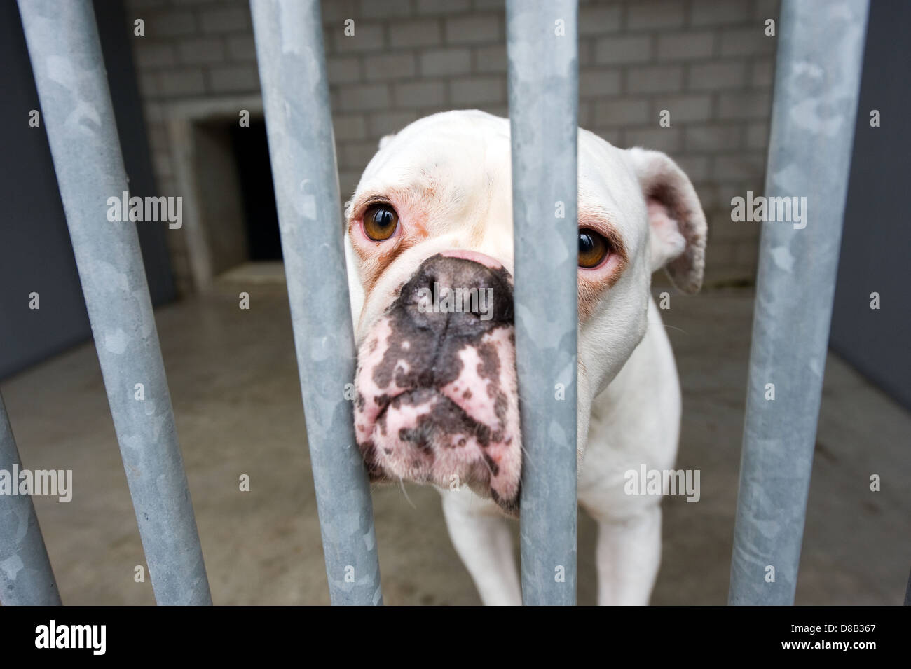 Senzatetto cane dietro le sbarre in un ricovero di animali Foto Stock