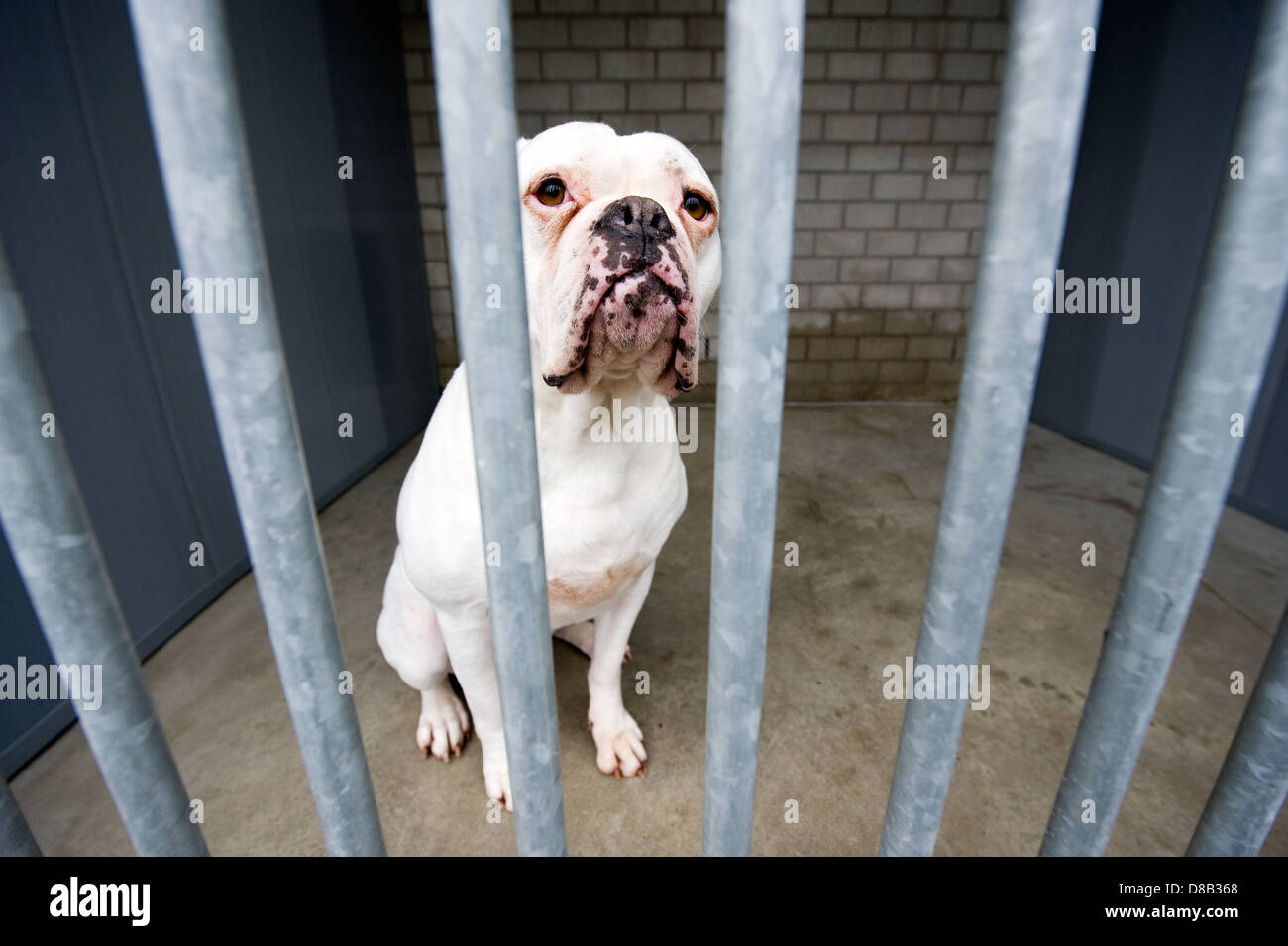 Senzatetto cane dietro le sbarre in un ricovero di animali Foto Stock