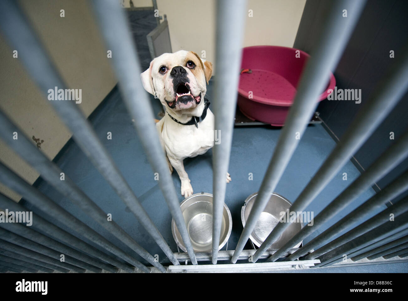 Senzatetto cane dietro le sbarre in un ricovero di animali Foto Stock