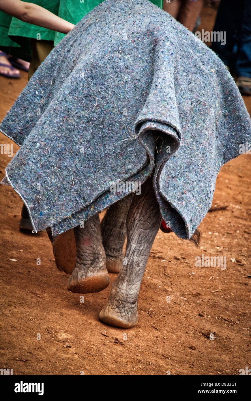 Vista posteriore di un vitello elefante, Loxodonta africana, con una coperta che protegge la sua pelle delicata al Sheldrick Elephant Orphanage, Nairobi Foto Stock