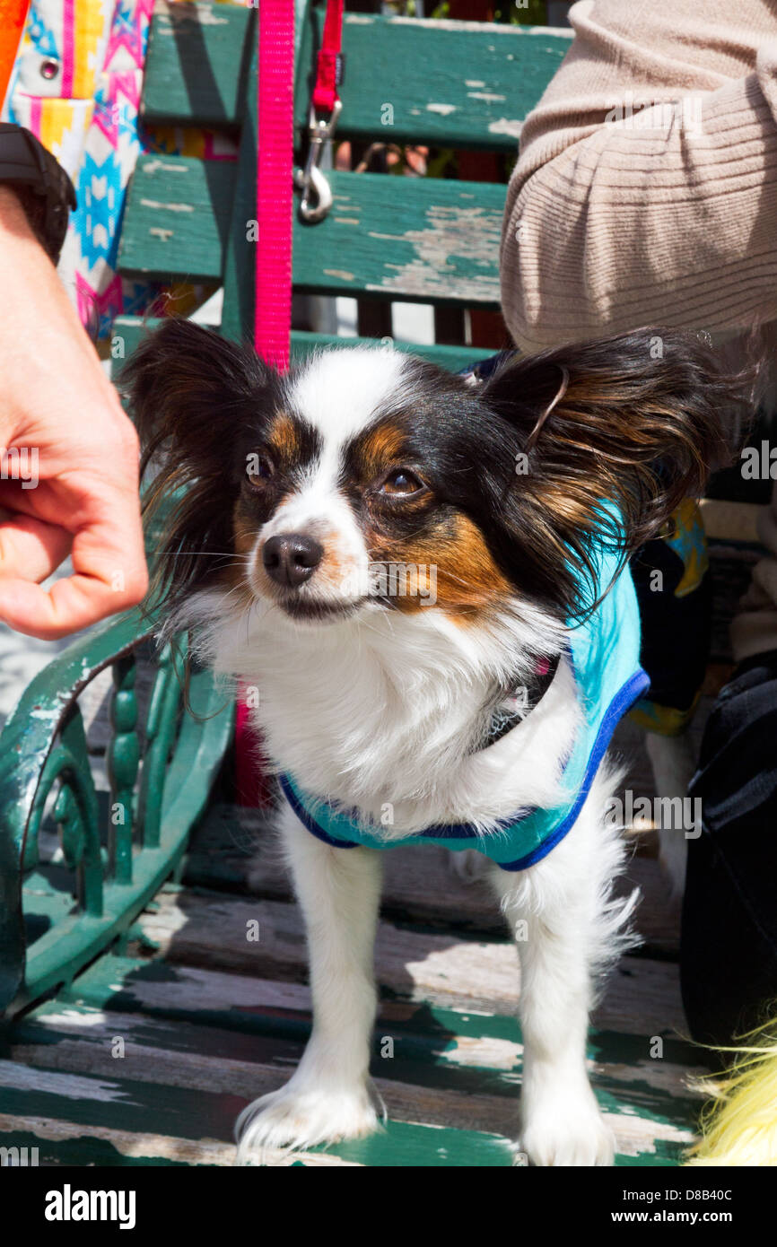 Papillon cane in costume attende su un banco di lavoro. Foto Stock