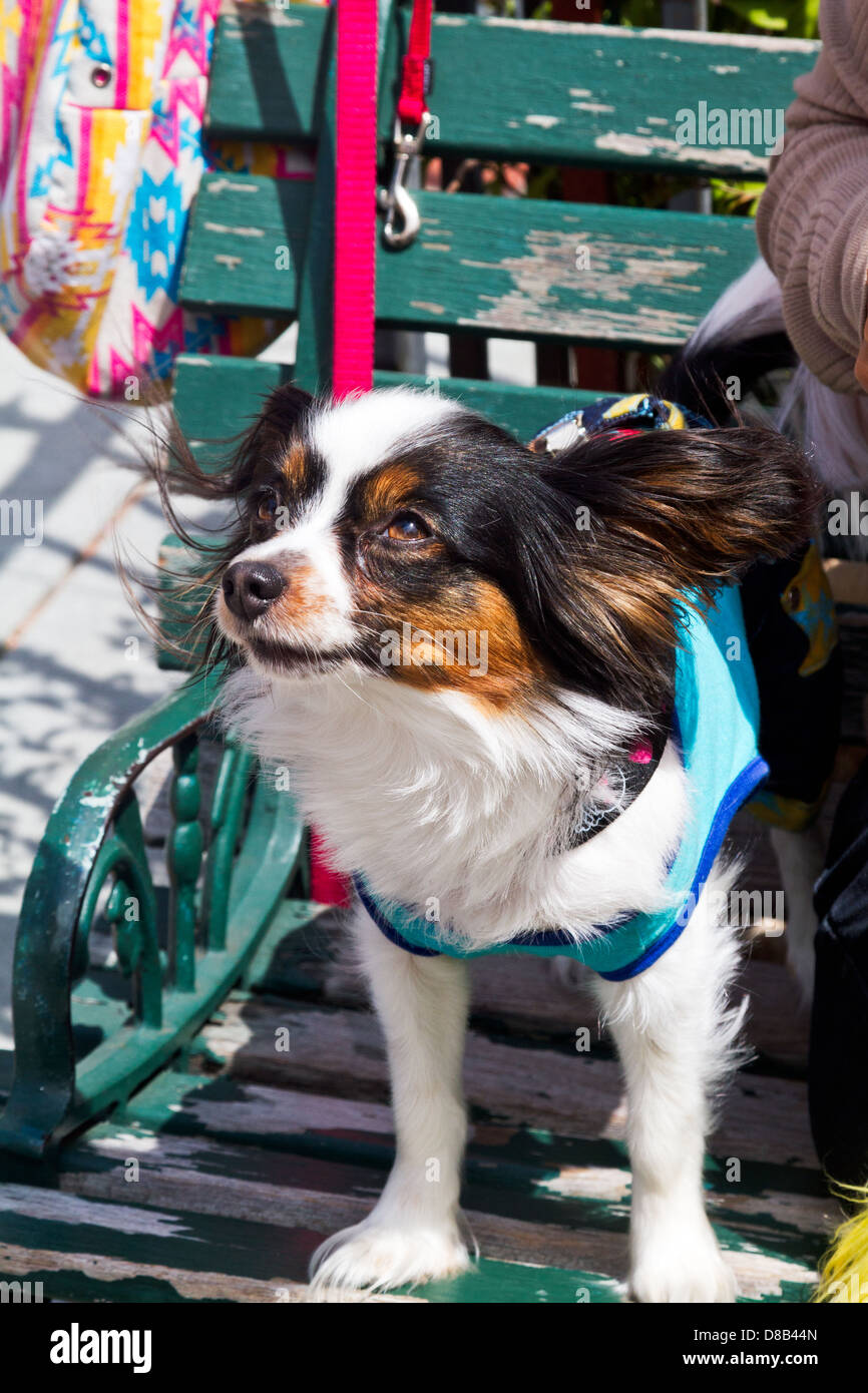 Papillon cane in costume sul banco di lavoro. Foto Stock