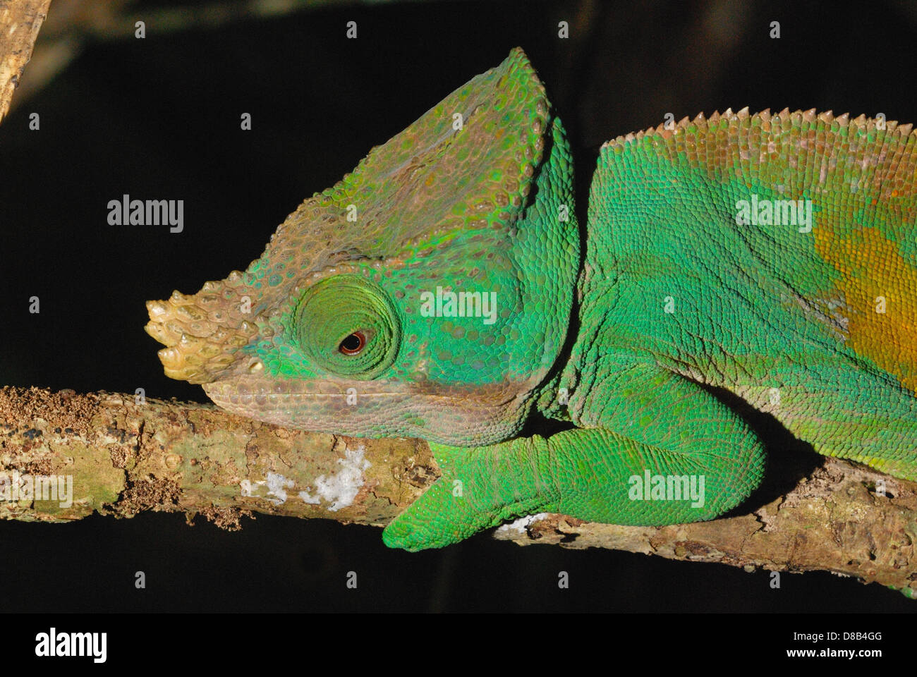 Maschio di Parson's Chameleon (Calumma parsonii) nell est del Madagascar Foto Stock