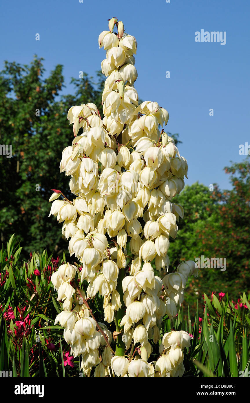 Closeup Yucca gloriosa fiore in Bretagna in Francia Foto Stock