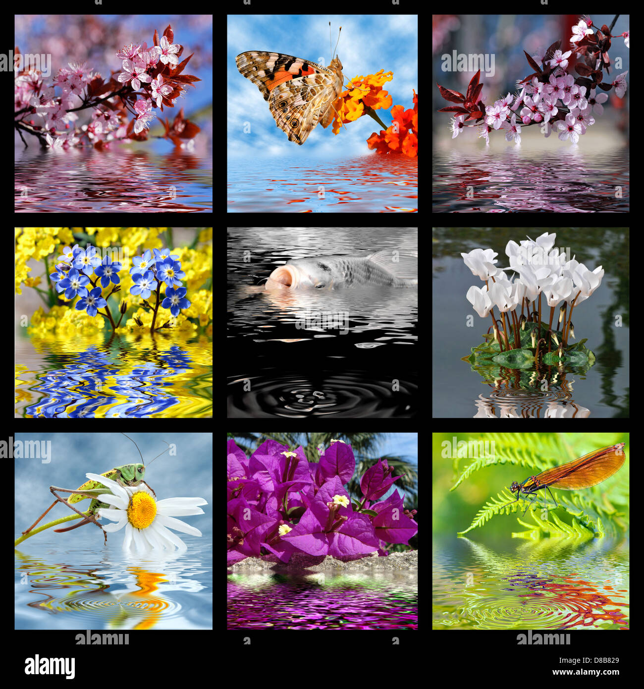 Nove foto mosaico di fiori, insetti e pesce con effetto di acqua Foto Stock