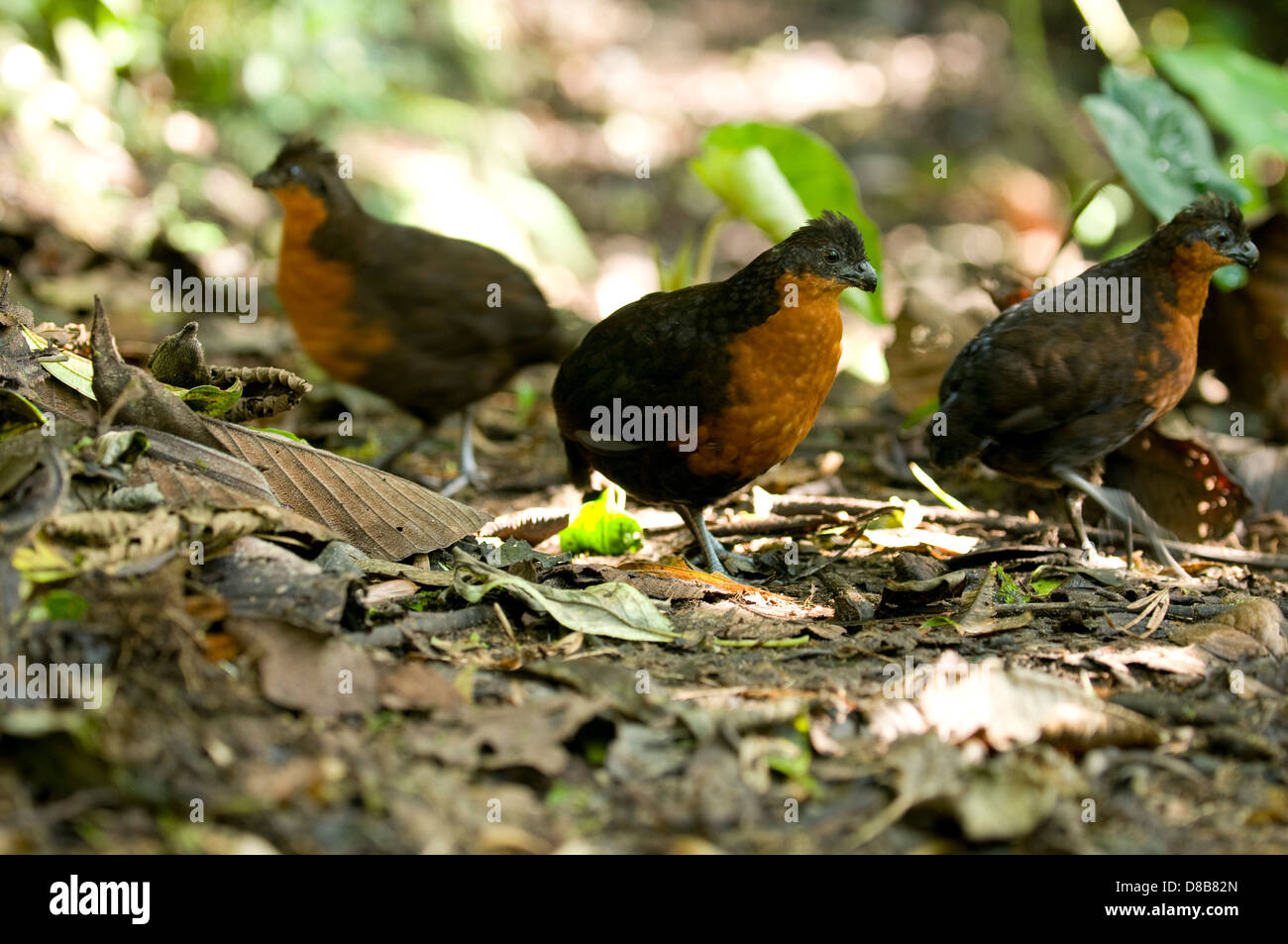 Dark-backed quaglie in legno Foto Stock