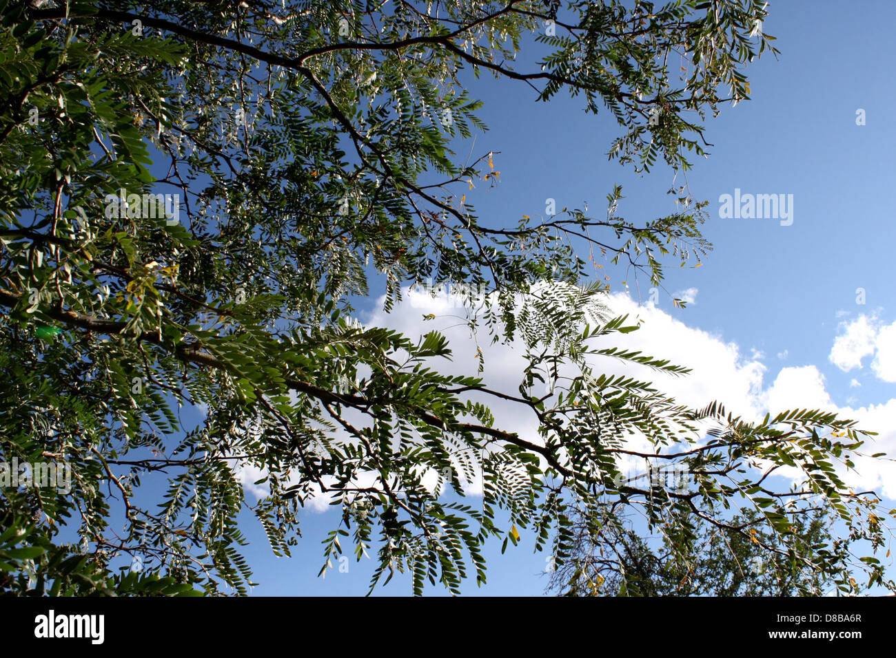 Una vista del cielo blu visibile attraverso le foglie di alberi, creando una cornice naturale. La luce solare filtra attraverso il fogliame, evidenziando il contrasto tra il cielo vibrante e le foglie dell'albero. Foto Stock