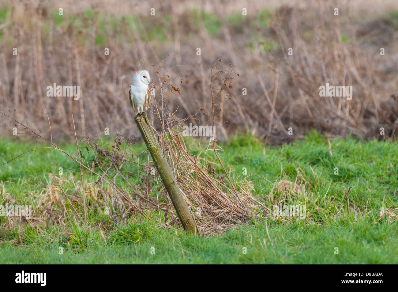 Il barbagianni, Tyto alba, adulti appollaiato sul post in condizioni di luce diurna , Norfolk, Inghilterra Foto Stock