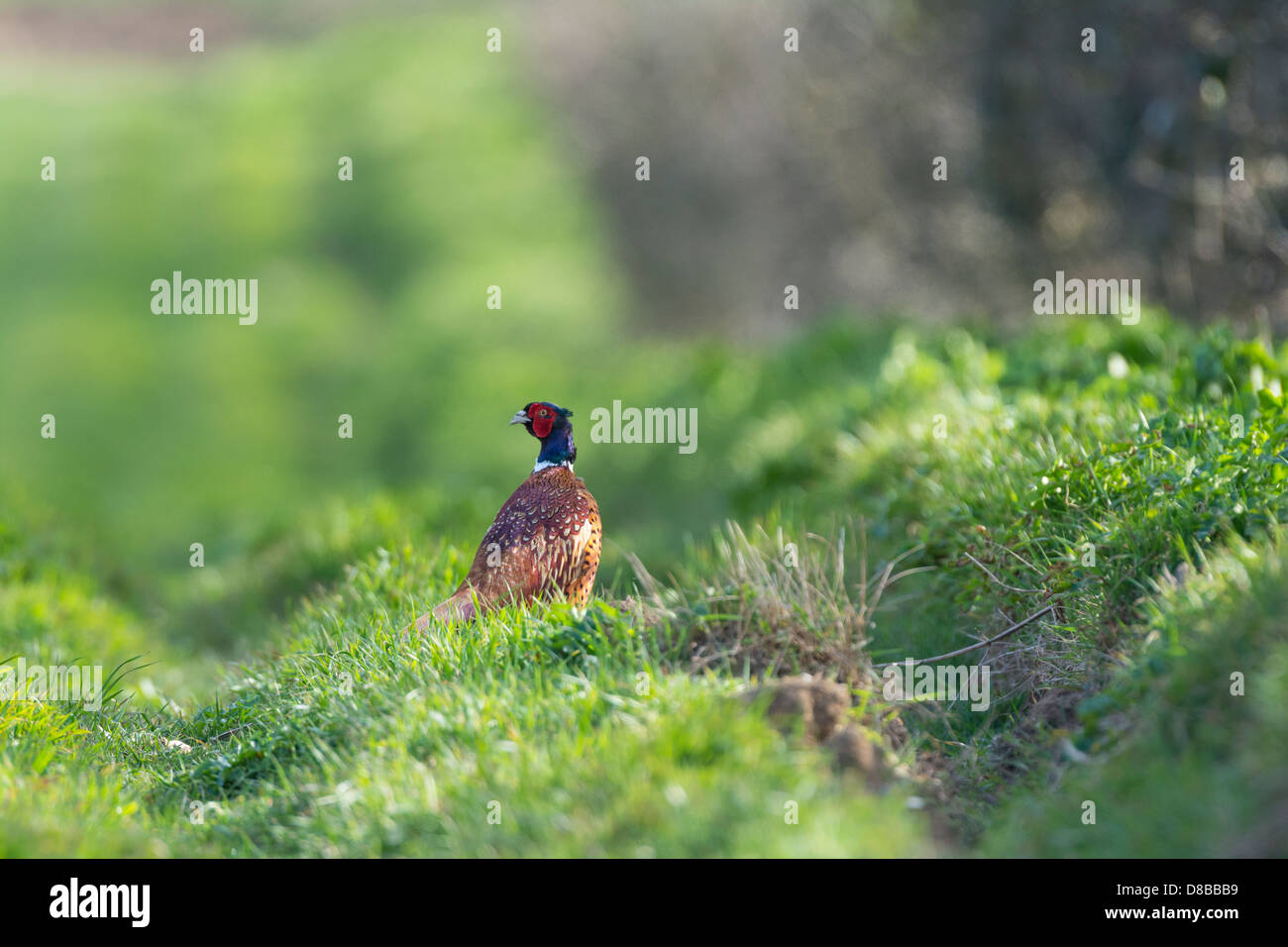 Comune, fagiano Phasianus colchicus, uccello maschio sulla capezzagna, Foto Stock