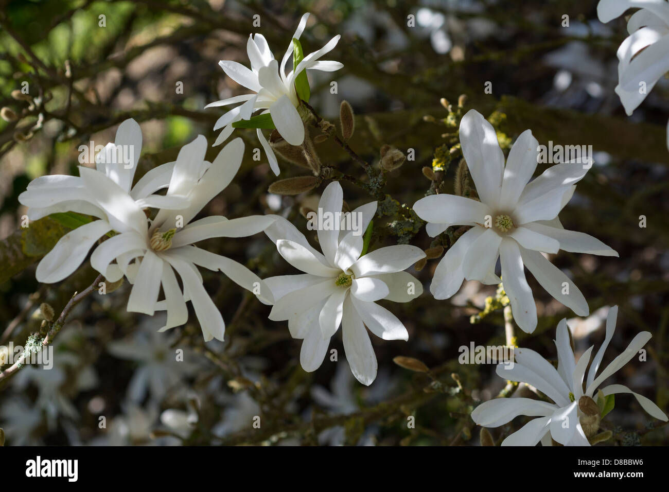 Magnolia stellata Foto Stock
