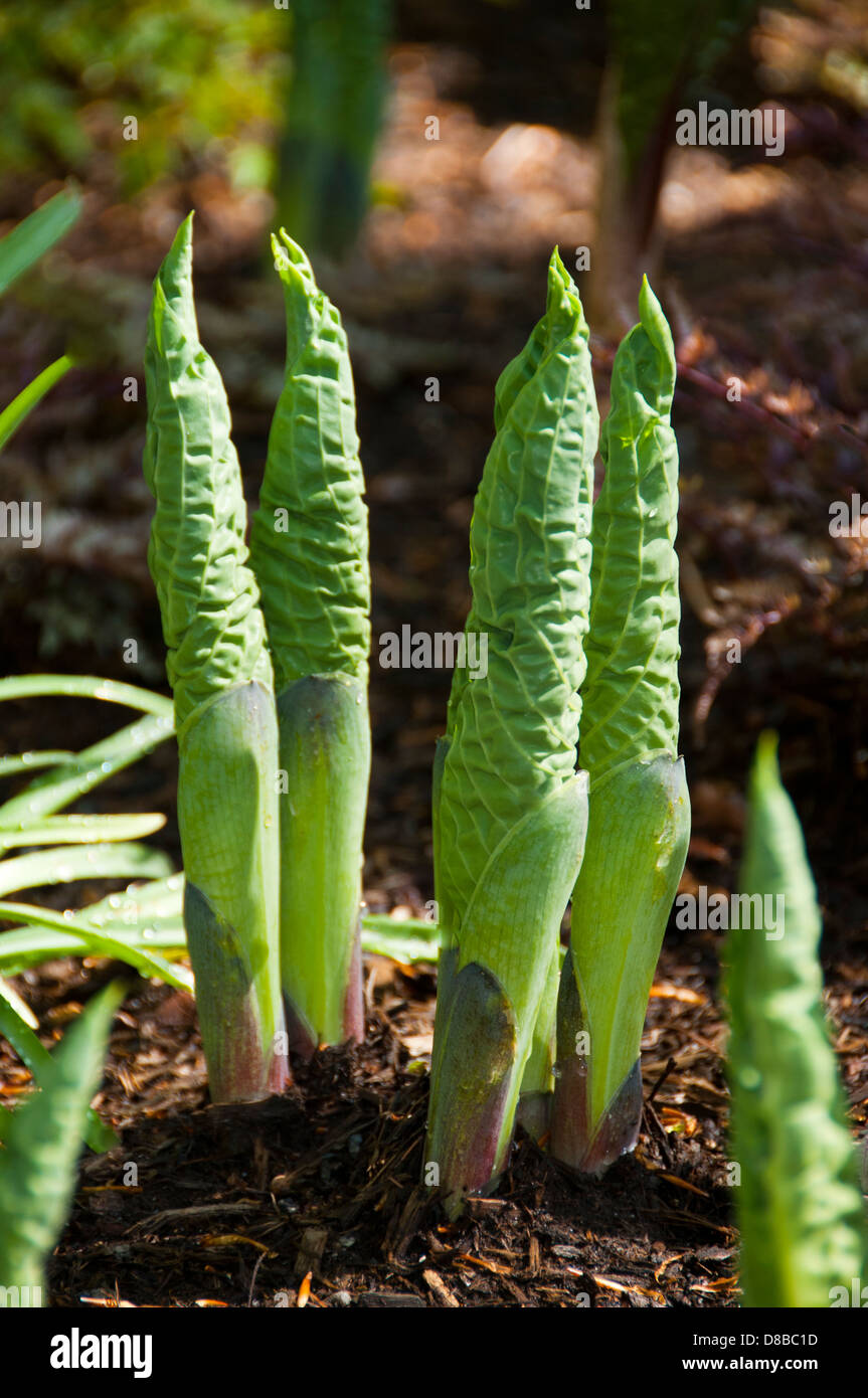 Hosta giovani germogli Foto Stock