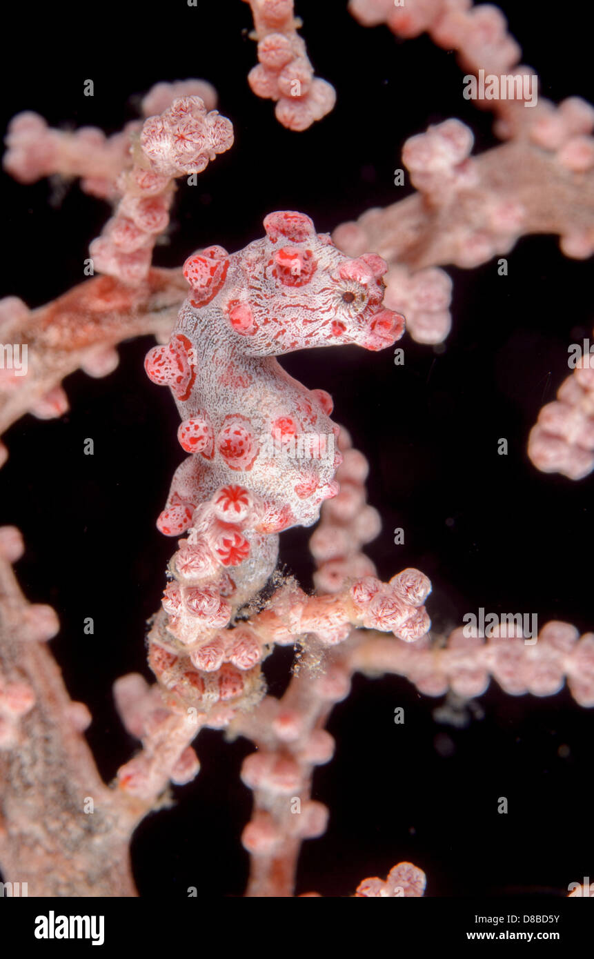 Cavalluccio marino pigmeo, Hipoocampus bargibanti, al Barracuda Rock, vicino Misool Island, Indonesia. Foto Stock