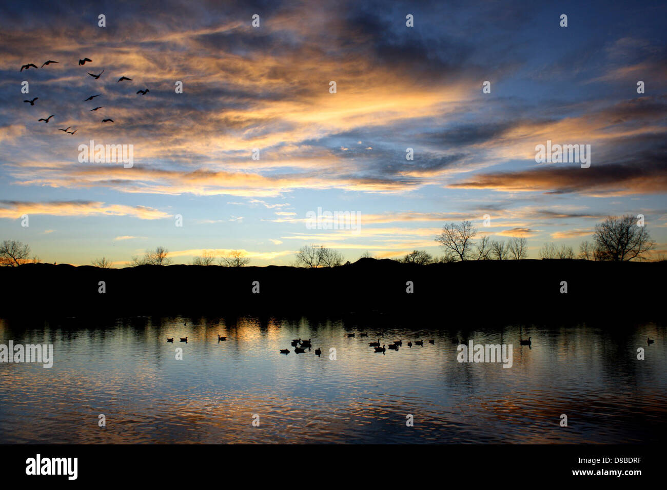 Questa immagine mostra un gregge di oche che volano sopra un lago durante il tramonto, con i colori caldi del cielo che si riflettono sull'acqua, catturando una tranquilla scena faunistica. Foto Stock