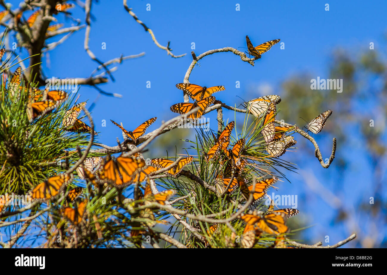 Farfalle monarca, Monarch Grove, Pismo Beach California Foto Stock