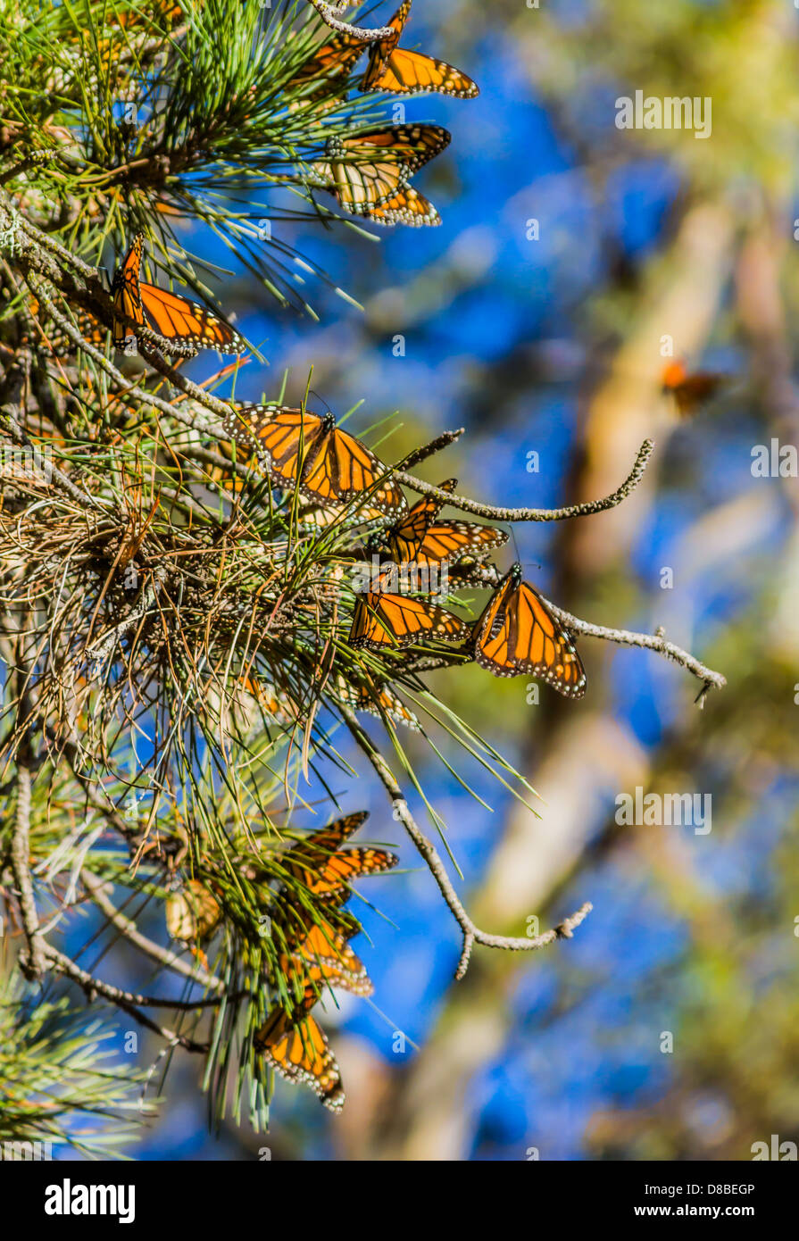 Farfalle monarca, Monarch Grove, Pismo Beach California Foto Stock