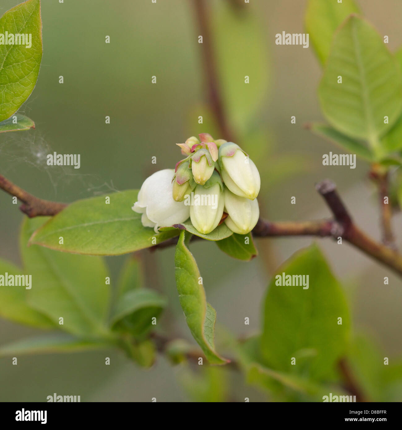 Macro di gemme di una pianta di mirtilli (Vaccinium) Foto Stock