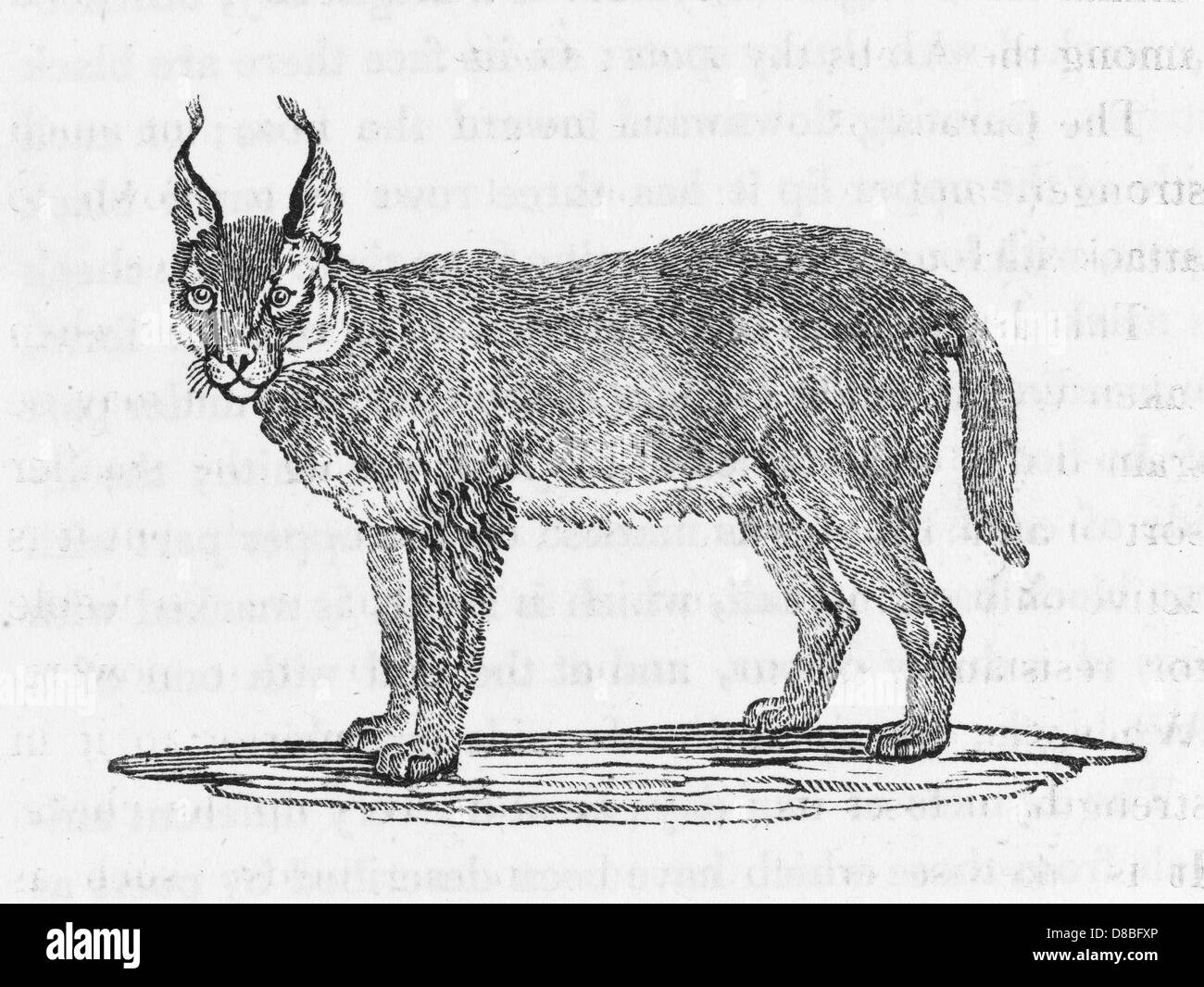 CARACAL (BEWICK) Foto Stock