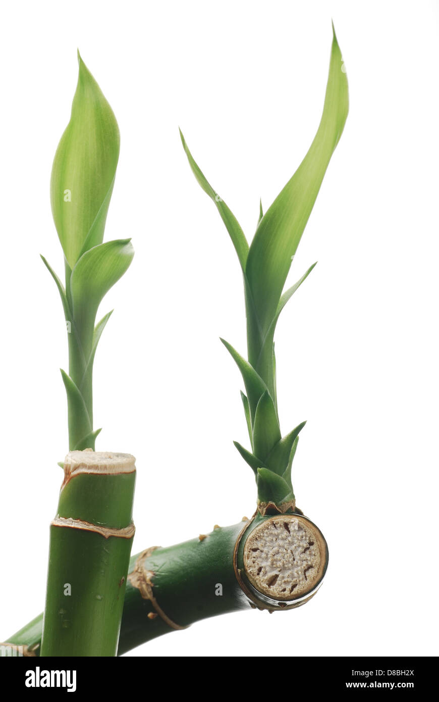 Macro Natura bamboo su sfondo bianco Foto Stock